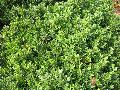 Hoogendorn Japanese Holly / Ilex crenata 